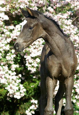Filly by Shavalou out of Gracia Patrizia by Alter Fritz, picture: Beate Langels