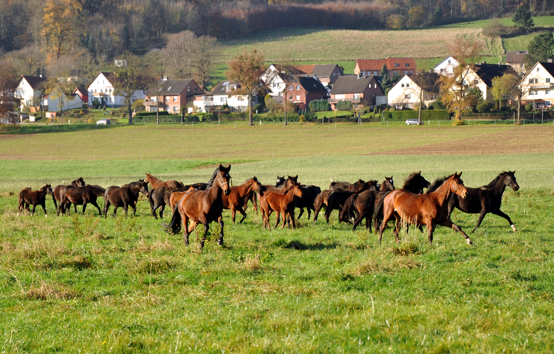 Weideumtrieb der Stuten und Fohlen - Foto: Beate Langels
