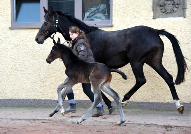 Trakehner colt by Kostolany out of Premiummare Schwalbenfeder by Summertime - Foto: Beate Langels