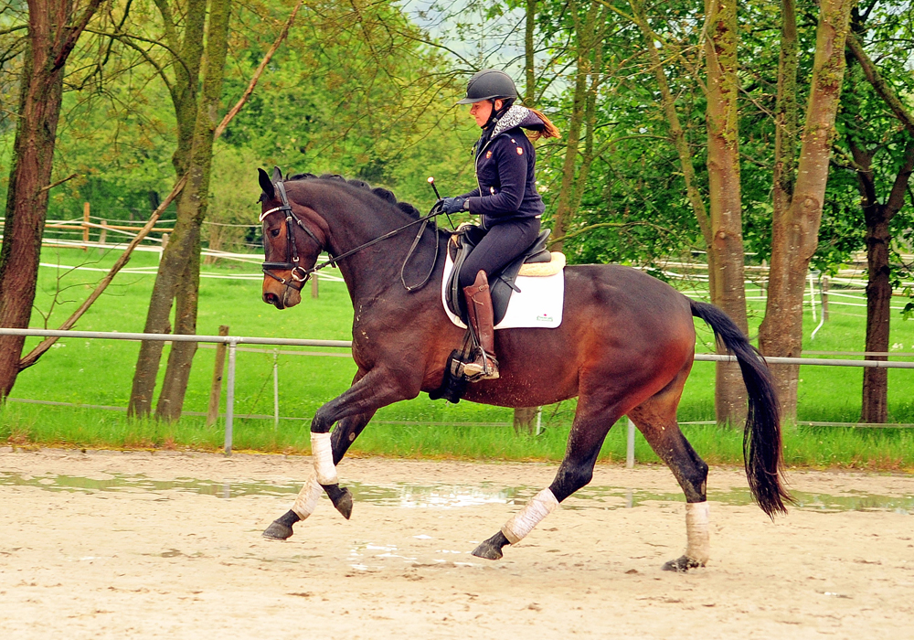 valentiana - Trakehner Pr mienstute von His Moment u.d. Valentine von High Motion - Gest t H melschenburg
