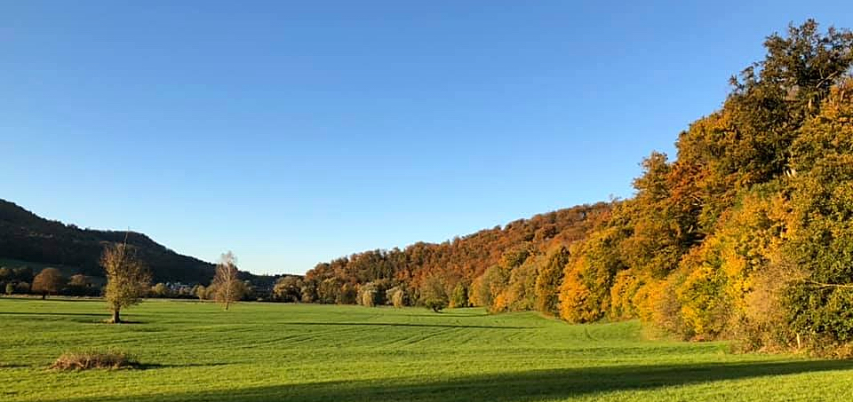Goldener Oktober 2021 in Hämelschenburg  - Foto: Beate Langels - Trakehner Gestüt Hämelschenburg