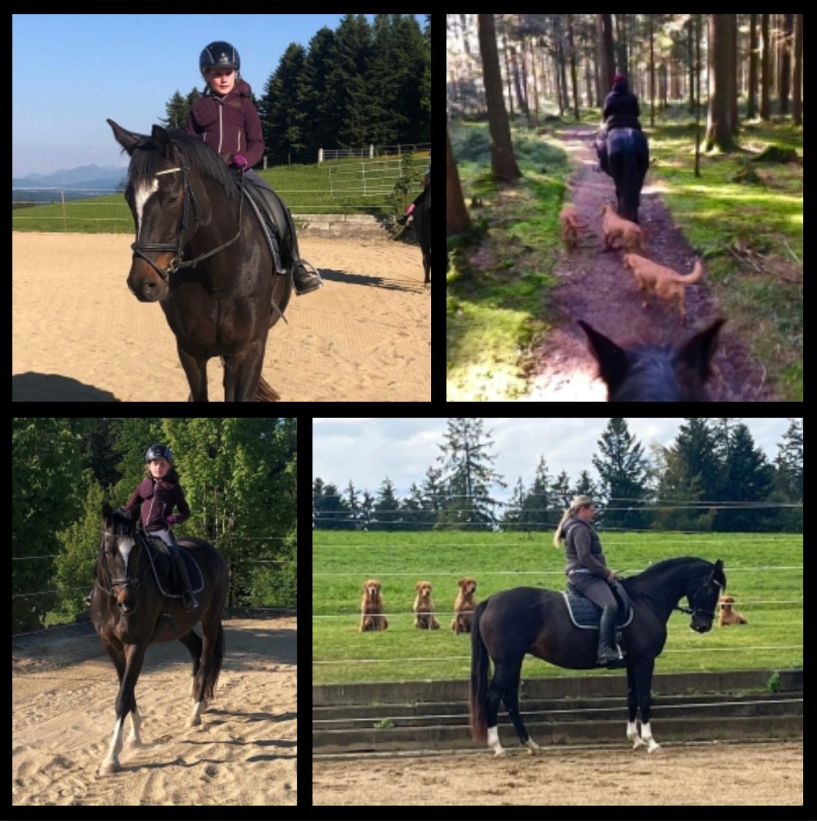 Glorya Gaynor - Trakehner Prmienstute im Herbst 2025 - Foto: Sonnleitner - Trakehner Gestt Hmelschenburg