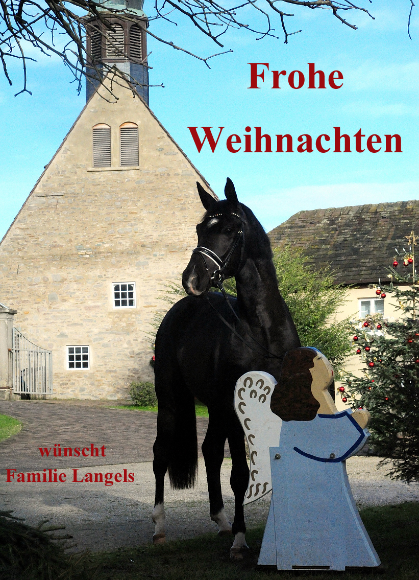 Trakehner Prmienhengst Sutherland - Trakehner Gestt Hmelschenburg