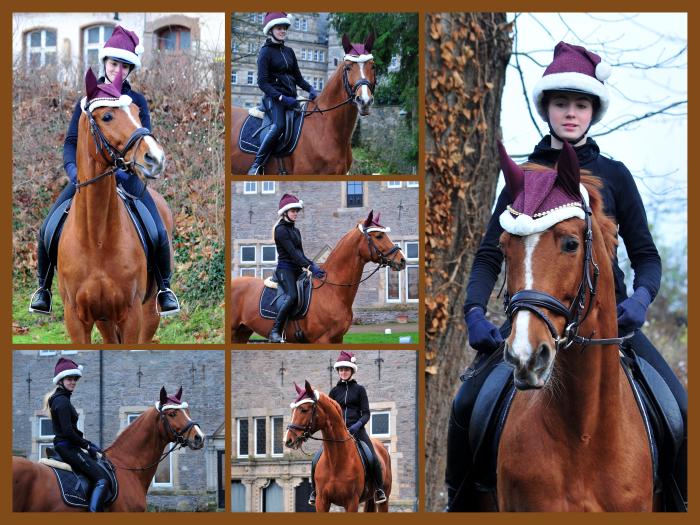 Trakehner Hengst Glcksruf - Trakehner Gestt Hmelschenburg