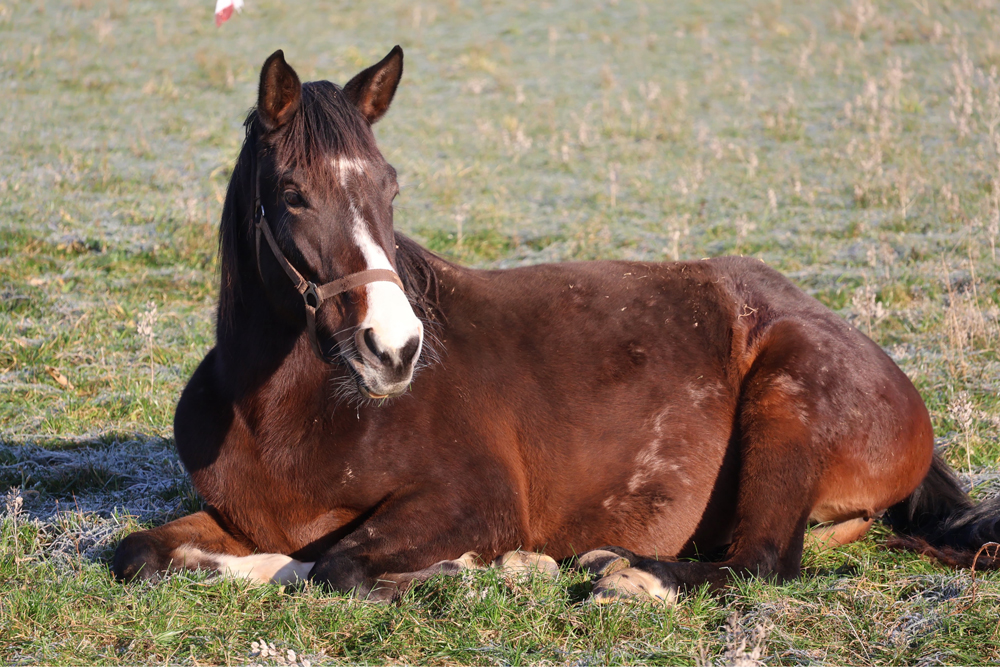 Foto Sabine Beyer - Beate Langels - Gest�t H�melschenburg