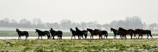 Stuten und Fohlen auf der Feldweide - 25. Januar 2014 - Gestüt Hämelschenburg - Beate Langels