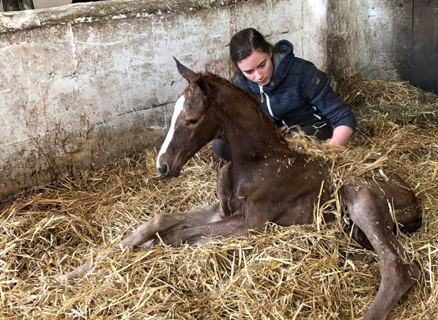 Trakehner Foal by High Motion out of Pr.a.StPrSt. Vittoria by Exclusiv
