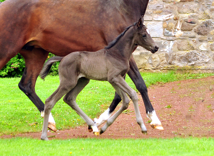 Karidia - Trakehner Stute von Saint Cyr u.d. Pr.St. Karida v. Oliver Twist - Foto: Beate Langels - Trakehner Gestt Hmelschenburg