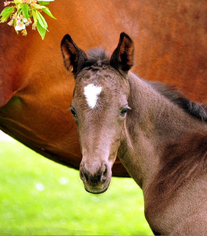 Karidia - Trakehner Stute von Saint Cyr u.d. Pr.St. Karida v. Oliver Twist - Foto: Beate Langels - Trakehner Gestt Hmelschenburg