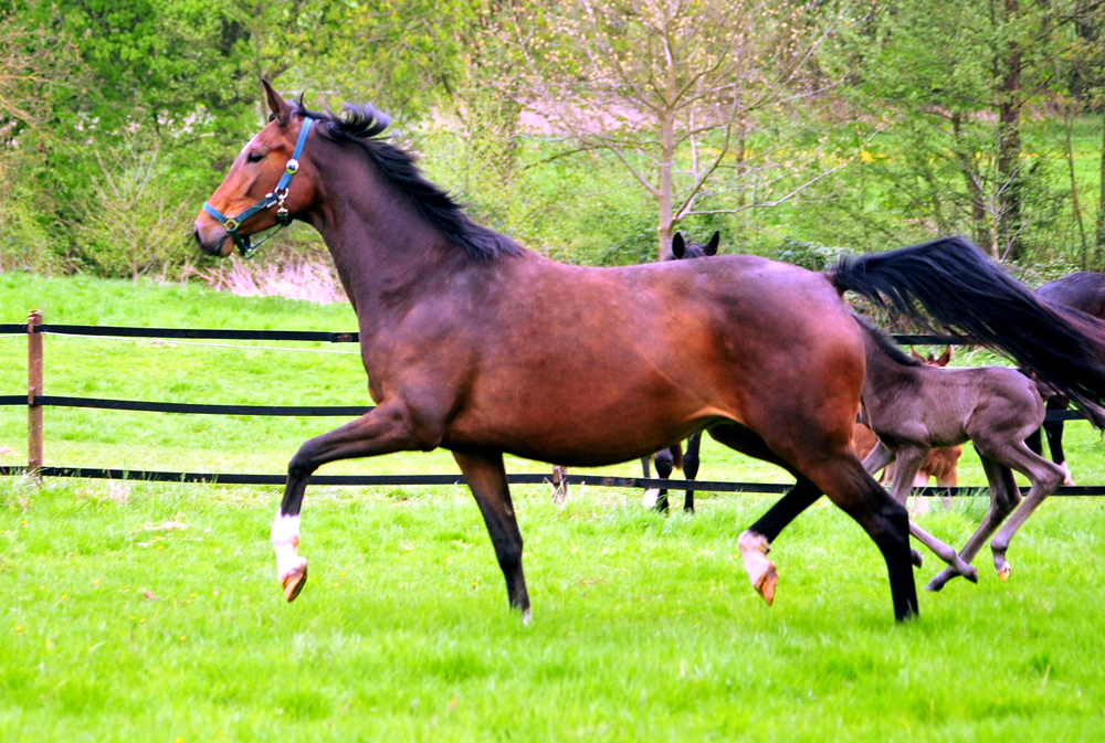 Karidia - Trakehner Stute von Saint Cyr u.d. Pr.St. Karida v. Oliver Twist - Foto: Beate Langels - Trakehner Gestt Hmelschenburg