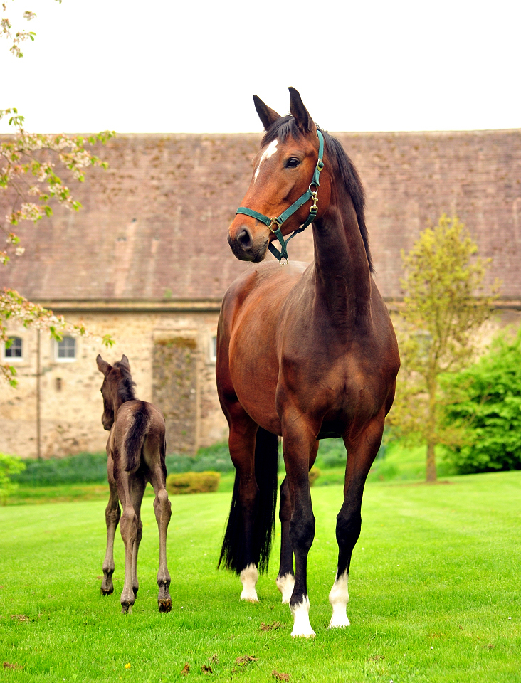 Karidia - Trakehner Stute von Saint Cyr u.d. Pr.St. Karida v. Oliver Twist - Foto: Beate Langels - Trakehner Gestt Hmelschenburg