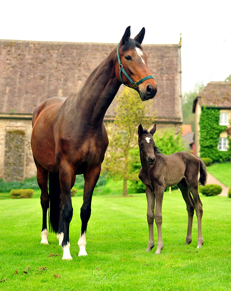 Karidia - Trakehner Stute von Saint Cyr u.d. Pr.St. Karida v. Oliver Twist - Foto: Beate Langels - Trakehner Gestt Hmelschenburg