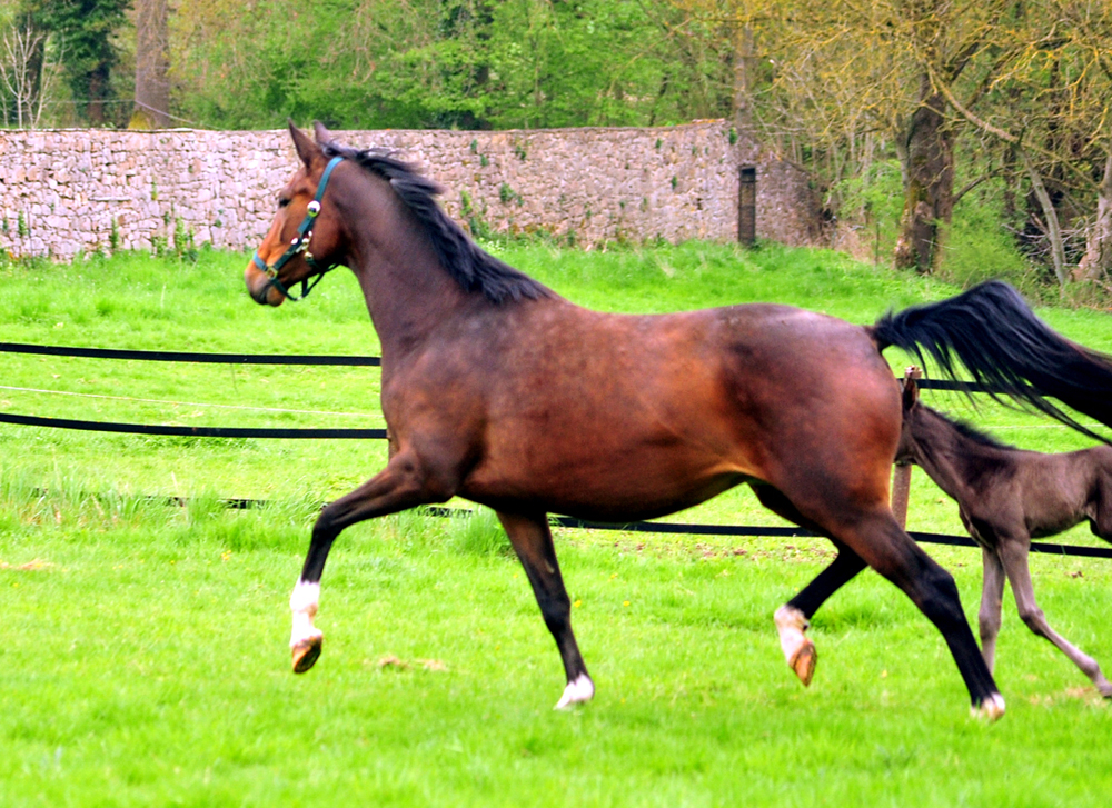 Karidia - Trakehner Stute von Saint Cyr u.d. Pr.St. Karida v. Oliver Twist - Foto: Beate Langels - Trakehner Gestt Hmelschenburg