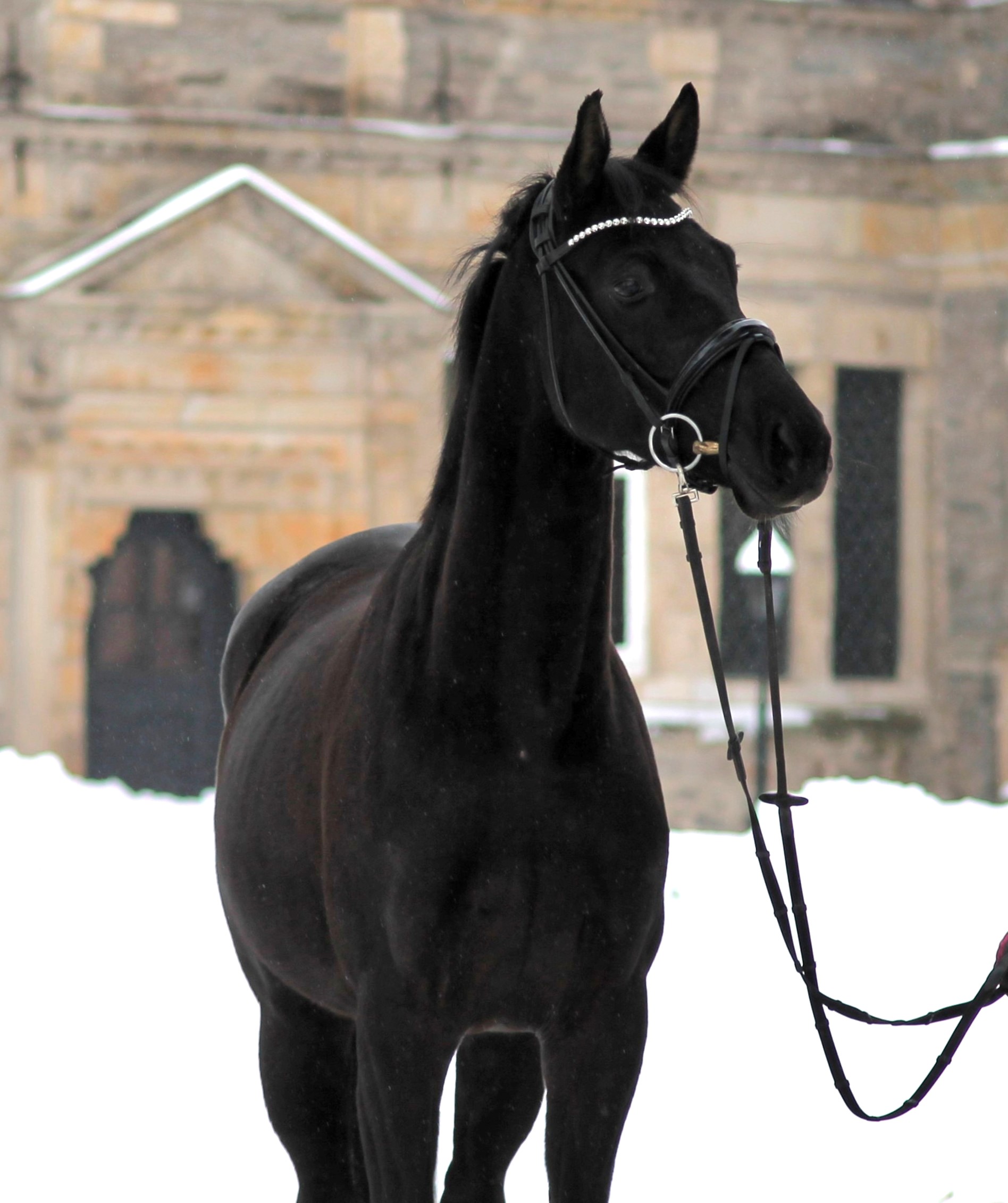 Schwalbe's Magic v. F�rst Magic x Totilas - Trakehner Gest�t H�melschenburg Beate Langels - Foto Johanna Kraus