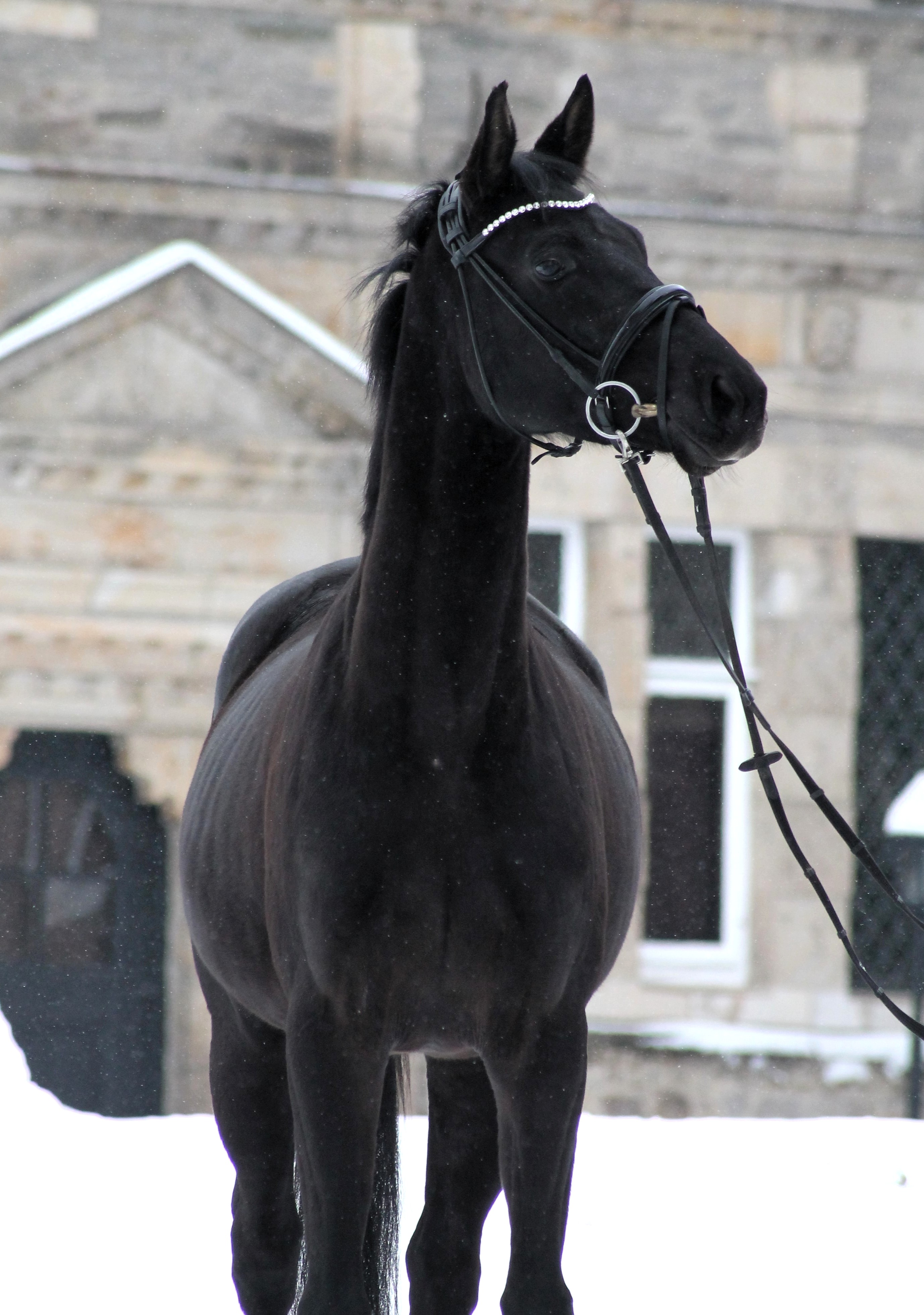 Schwalbe's Magic v. F�rst Magic x Totilas - Trakehner Gest�t H�melschenburg Beate Langels - Foto Johanna Kraus