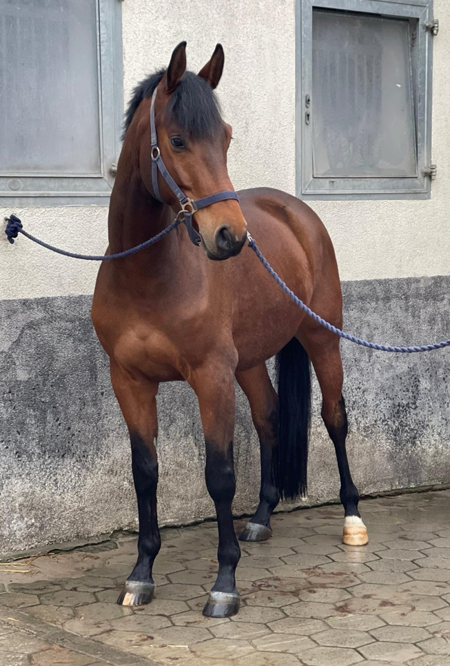 Scavi - Trakehner Wallach von Imperio u.d. Schwalbensage v. Grand Corazn
 im Frhjahr 2025
