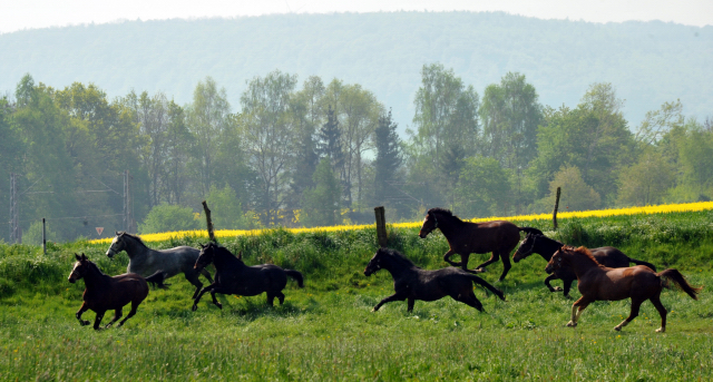 Unsere jungen Reitpferde genießen das Wochenende auf der Koppel - Foto: Beate Langels