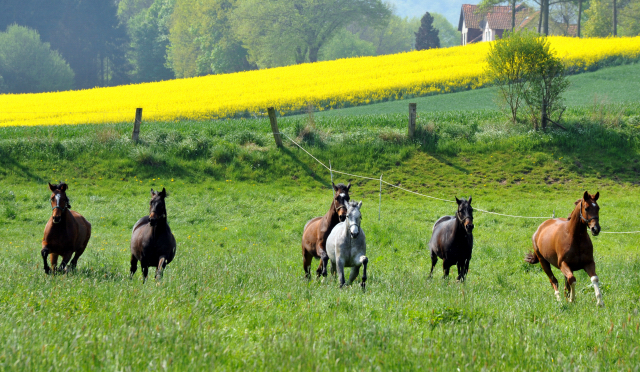 Unsere jungen Reitpferde genießen das Wochenende auf der Koppel- Foto: Beate Langels