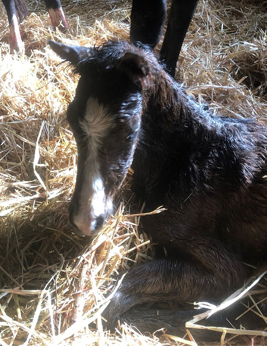 Stutfohlen von Sutherland u.d.   - Foto:  Privat