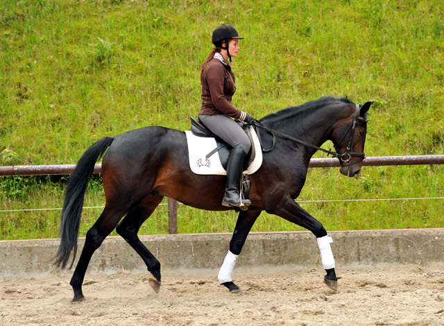 3year old Oldenburger Gelding by Summertime out of Beloved by Kostolany