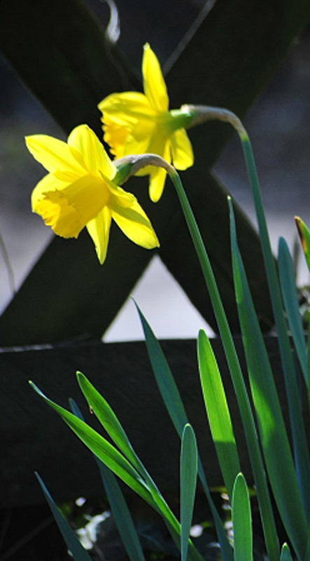 Impressionen - Mrz 2025 - Trakehner Gestt Hmelschenburg  - Foto: Beate Langels