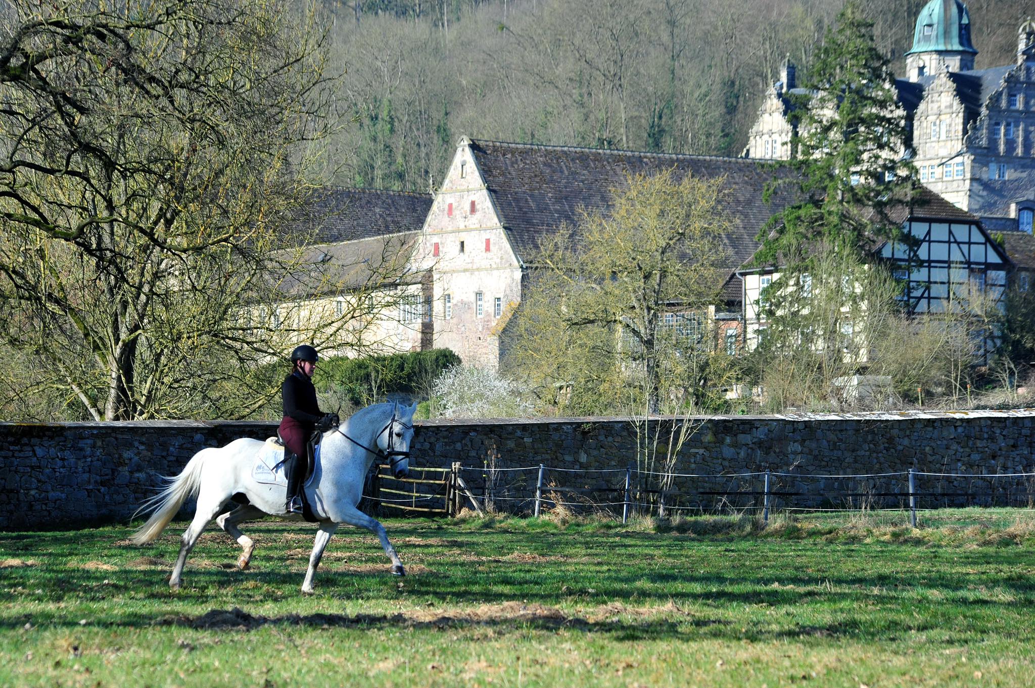Hopkins unter dem Sattel von Georgia -  Gestt Hmelschenburg - Beate Langels