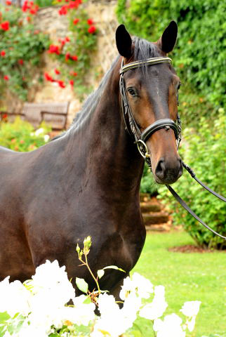 3year old Oldenburger Gelding by Summertime out of Beloved by Kostolany