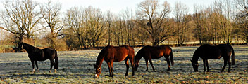 Die Hämelschenburger Pferde Ende Dezember - Foto Beate Langels