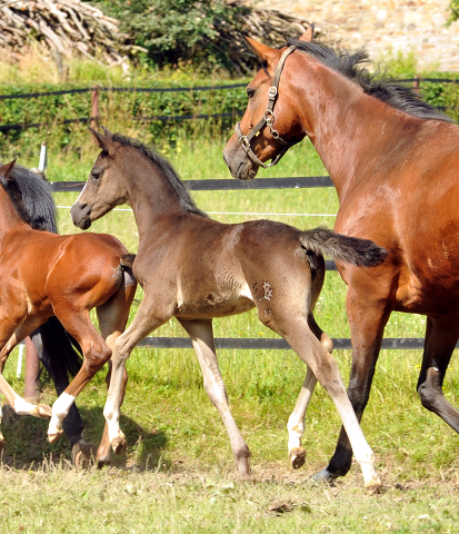 Trakehner Filly by Alter Fritz out of Giulietta by Saint Cyr- Red Patrick xx