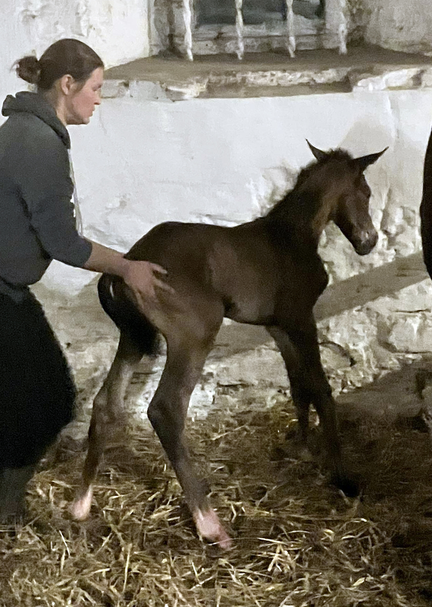 Trakehner Hengstfohlen von Glcksruf u.d. Pr.St. Val d'Amour v. Tantalos - High Motion  - Gestt Hmelschenburg - Beate Langels