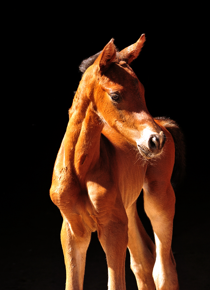 Trakehner Hengstfohlen von Glcksruf u.d. Pr.St. Val d'Amour v. Tantalos - High Motion  - Gestt Hmelschenburg - Beate Langels