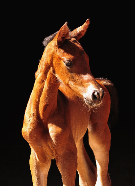 Trakehner Hengstfohlen von Glcksruf u.d. Pr.St. Val d'Amour v. Tantalos - High Motion  - Gestt Hmelschenburg - Beate Langels