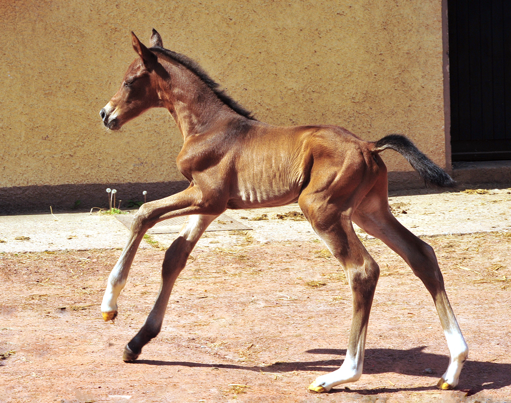 Trakehner Hengstfohlen von Glcksruf u.d. Pr.St. Val d'Amour v. Tantalos - High Motion  - Gestt Hmelschenburg - Beate Langels