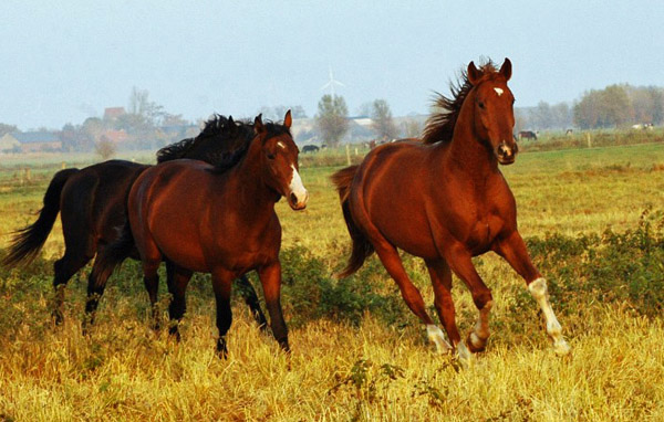 2jhriger Fuchshengst von Fiedertanz x Kostolany - Foto: Richard Langels