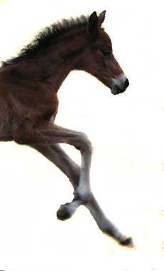 Trakehner Filly by Summertime out of Premiummare Klassic by Freudenfest out of Elitemare Kassuben by Enrico Caruso