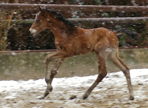 Trakehner Filly by Summertime out of Premiummare Klassic by Freudenfest out of Elitemare Kassuben by Enrico Caruso