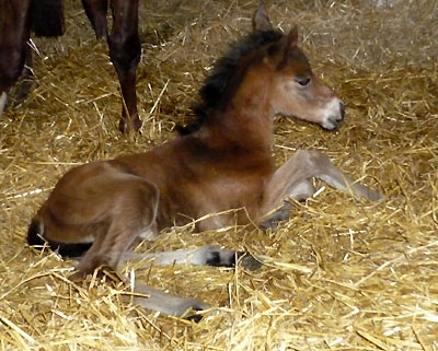 Trakehner Filly by Summertime out of Klassic by Freudenfest out of Kassuben by Enrico Caruso