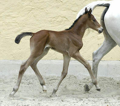 4 days old - Filly by Summertime out of Elitemare Thirza by Karon