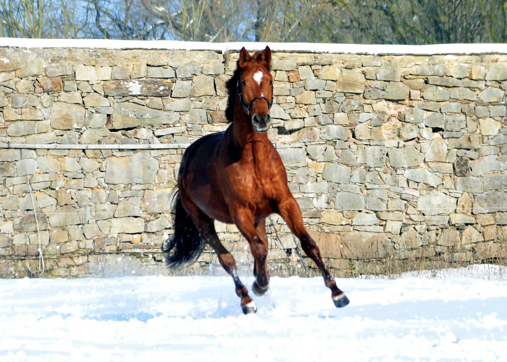 Verhoeven v. Sch�plitzer x High Motion - Foto: Beate Langels