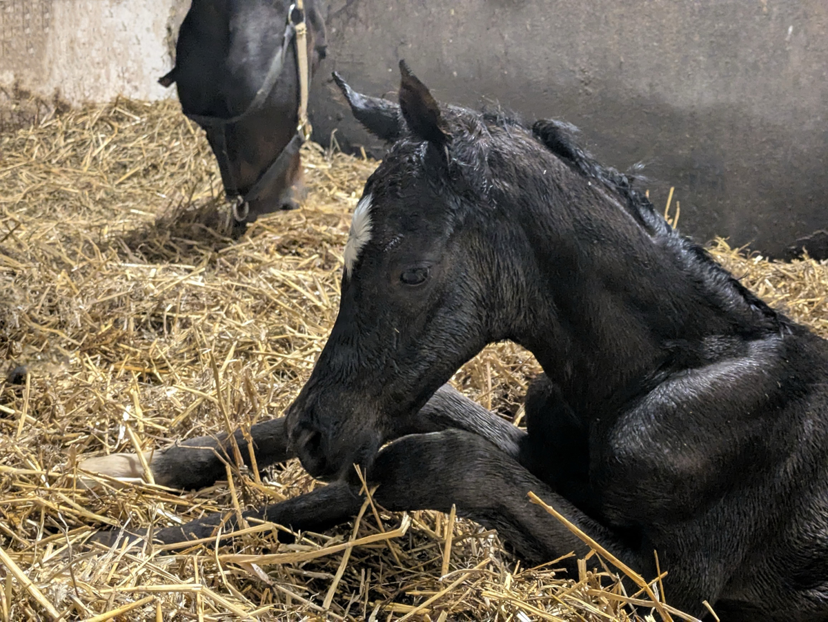 Trakehner Stutfohlen von Times Squere u.d. Pr.St. Gabbana v. High Motion - Alter Fritz  - Gest�t H�melschenburg - Beate Langels
