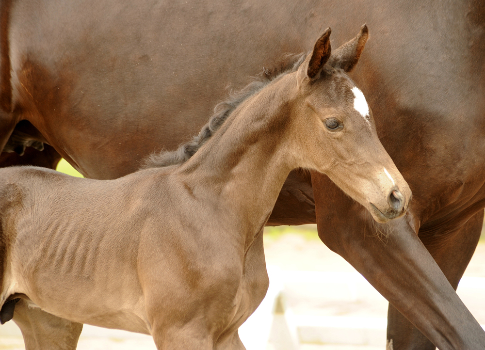Trakehner Hengstfohlen v. Saint Cyr u.d. Pr.St. New Millennia SK - Foto: Beate Langels - Trakehner Gestt Hmelschenburg
