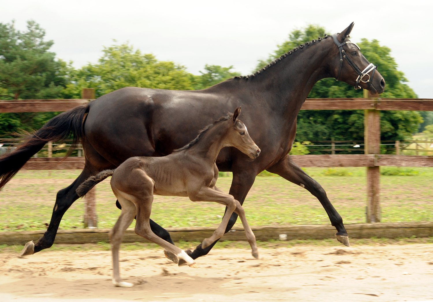 Trakehner Hengstfohlen v. Saint Cyr u.d. Pr.St. New Millennia SK - Foto: Beate Langels - Trakehner Gestt Hmelschenburg