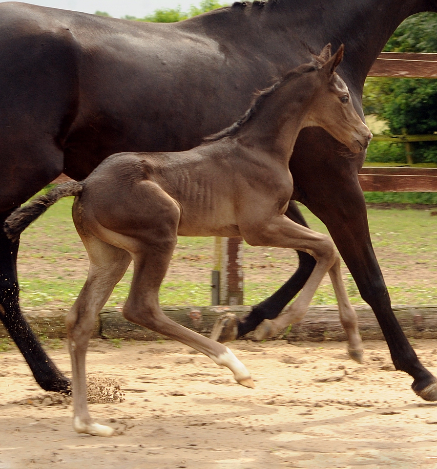 Hengstfohlen von Saint Cyr u.d. Pr.St. 
New Millennia SK v. Millennium - Monteverdi - Acatenango xx