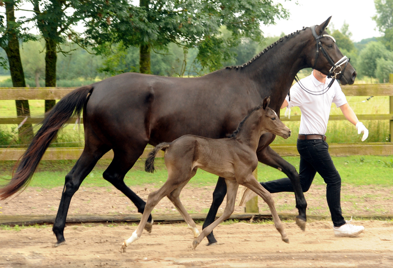 Trakehner Hengstfohlen v. Saint Cyr u.d. Pr.St. New Millennia SK - Foto: Beate Langels - Trakehner Gestt Hmelschenburg