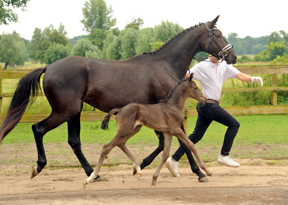 Trakehner Hengstfohlen v. Saint Cyr u.d. Pr.St. New Millennia SK - Foto: Beate Langels - Trakehner Gestt Hmelschenburg