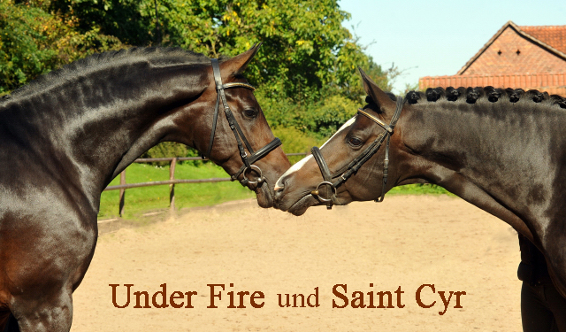 Under Fire und sein Vater Saint Cyr am 30. September 2015 - Foto Beate Langels - Gestüt Hämelschenburg