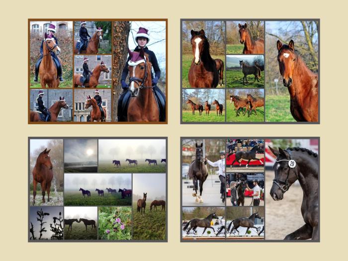 Impressionen - Dezembber 2024 - Trakehner Gestt Hmelschenburg  - Foto: Beate Langels