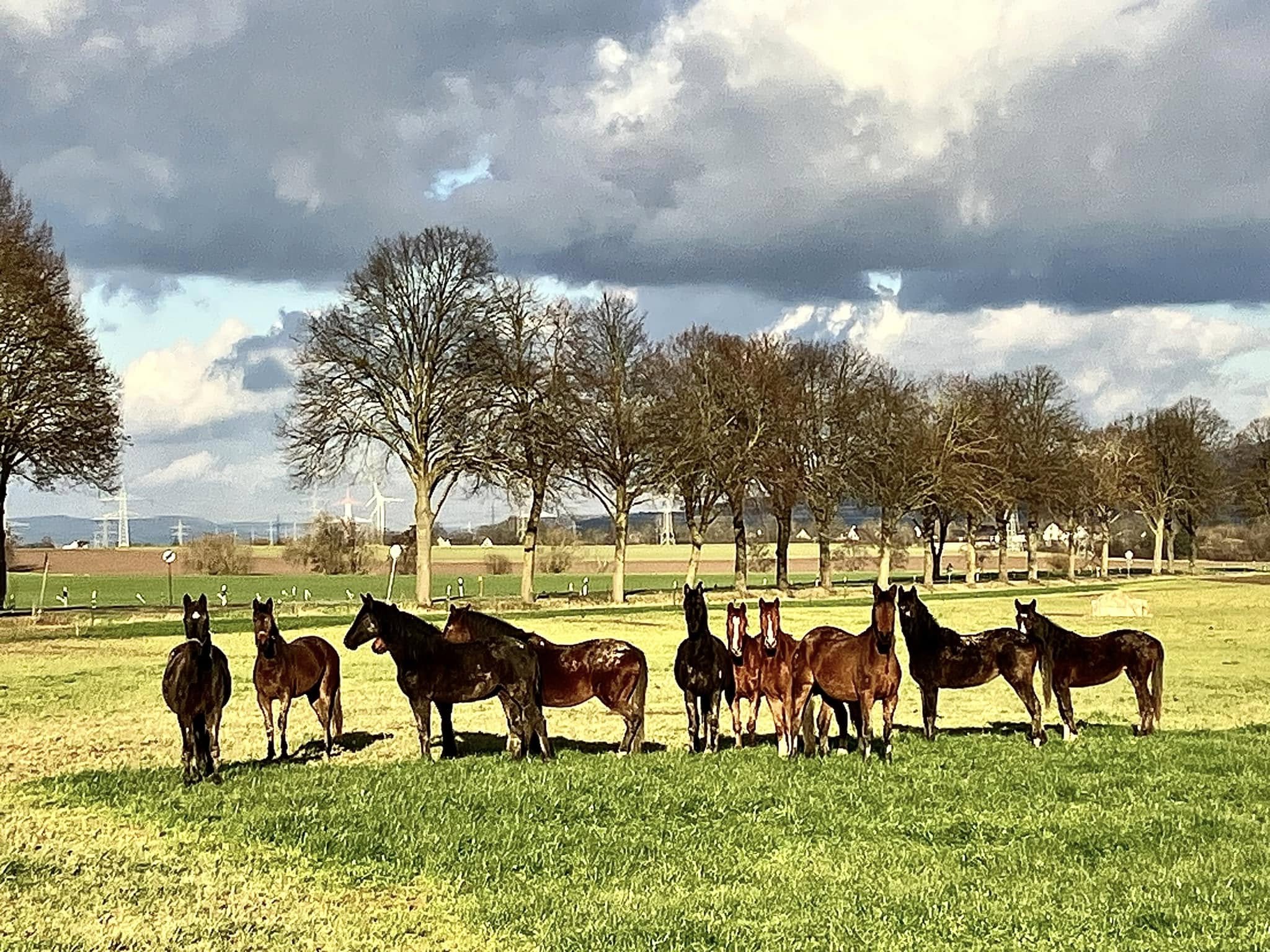 Bei den Trakehnern auf der Feldweide in Hmelschenburg 31. Januar 2025 - Trakehner Gestt Hmelschenburg