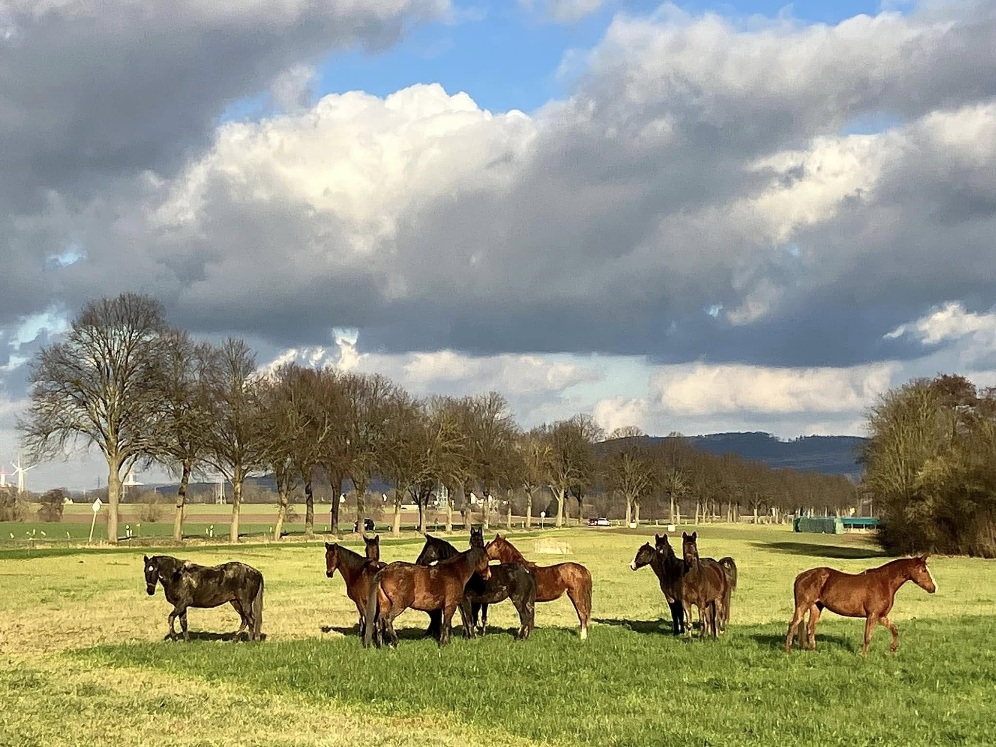 Bei den Trakehnern auf der Feldweide in Hmelschenburg 31. Januar 2025 - Trakehner Gestt Hmelschenburg