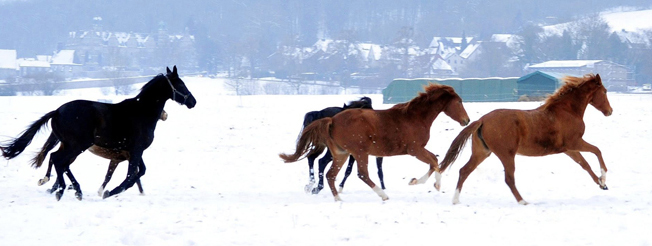 Impressionen - Januar 2026 - Trakehner Gest�t H�melschenburg  - Foto: Beate Langels